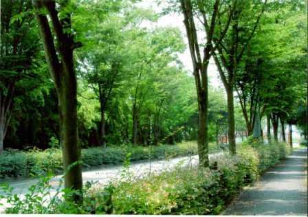 淡い緑から深い緑まで一面に生い茂っている県道松島停車場線の街路樹の写真