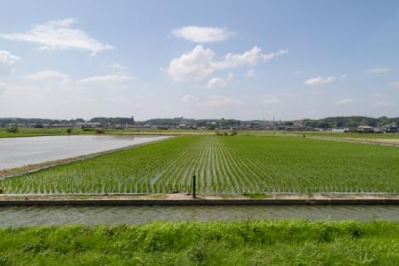 緑色の稲が等間隔で並んでいる下前潟地区の田園の写真