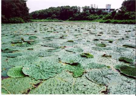 池の上を折り重なるように一面埋め尽くしているオニバスの写真