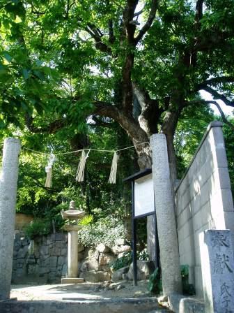 境内を覆うように生えている片田荒神社のチシャノキの写真