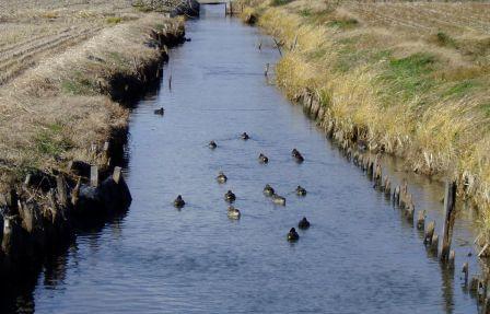 田園の用水路を泳いでいる12羽のカモの写真