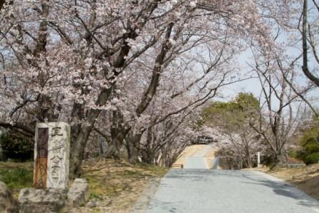 道路沿いで淡いピンク色に咲き誇っている城山のさくらの写真