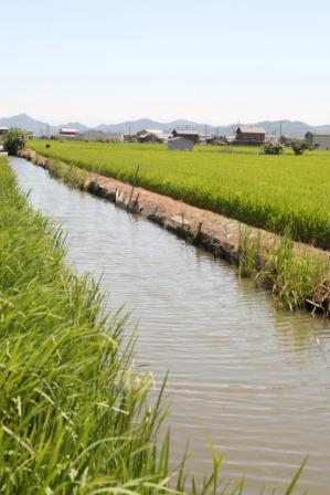 稲が緑色に育っている前潟地区の田園と水路の写真