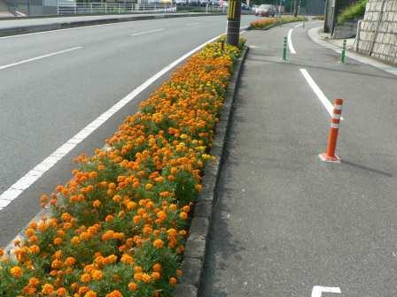 道路沿い一面にオレンジ色の花が咲いている県道早島停車場線での植栽活動の写真