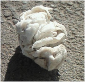 石の地面上にある白いかたまりの異物の写真