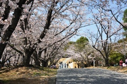 晴れた日の桜の木がある道の写真