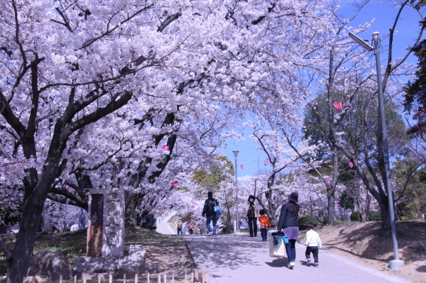 満開の桜並木と、その下を歩いている人の写真