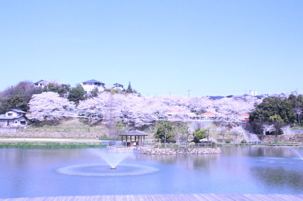 満開の桜と噴水がある池の写真