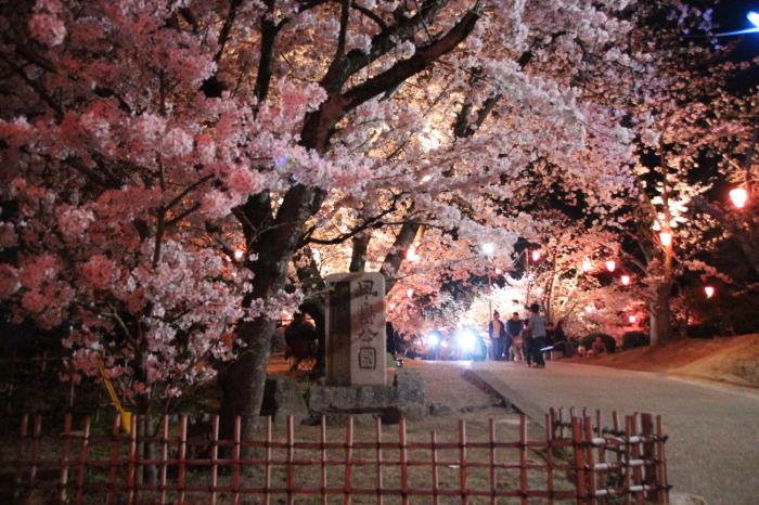 街道沿いにある早島公園と刻まれた石碑の近くに咲く夜桜がライトアップされている写真