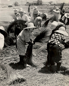過去のい草栽培風景で、複数の男女が畑でい草栽培の作業を行う写真